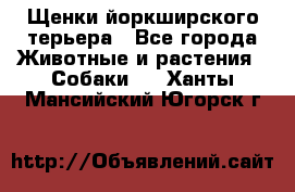 Щенки йоркширского терьера - Все города Животные и растения » Собаки   . Ханты-Мансийский,Югорск г.